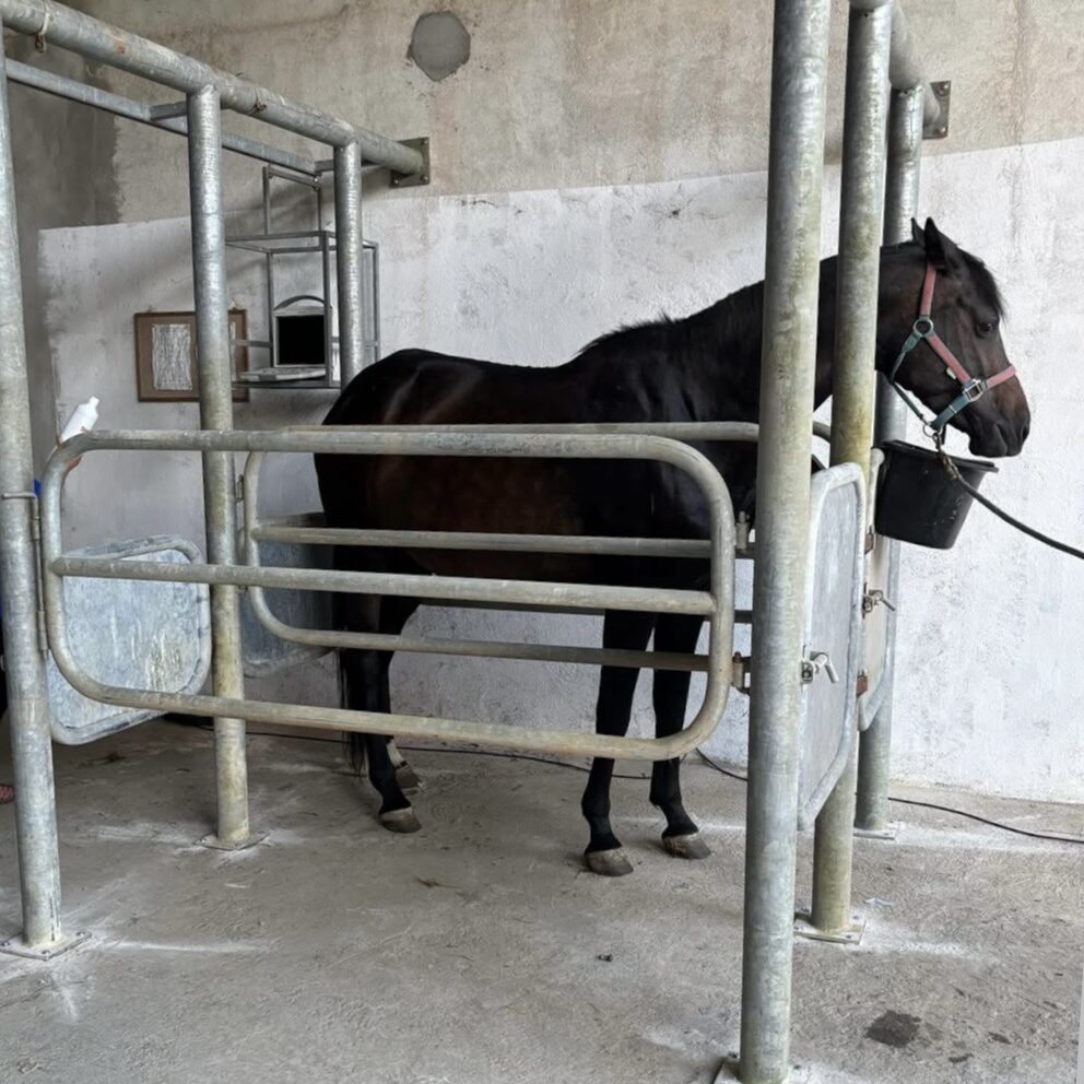 Fotografia della vista laterale della gabbia di contenimento per equini con all'interno un cavallo